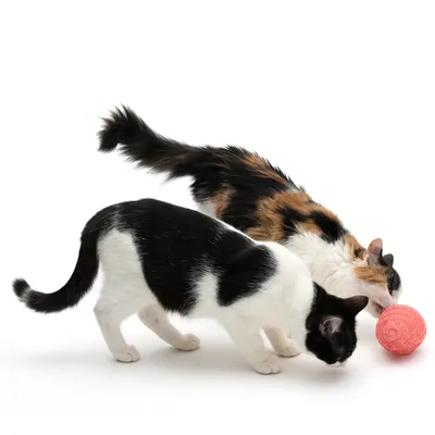 Deux chats adultes, l’un noir et blanc, l’autre tricolore, reniflent une balle rose texturée sur fond blanc.