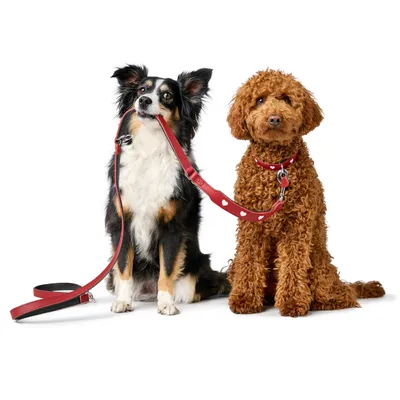 Zwei Hunde mit rotem Halsband und passender Leine, eine Leine mit weissen Herzmotiven. Produktdarstellung von Hundezubehör.