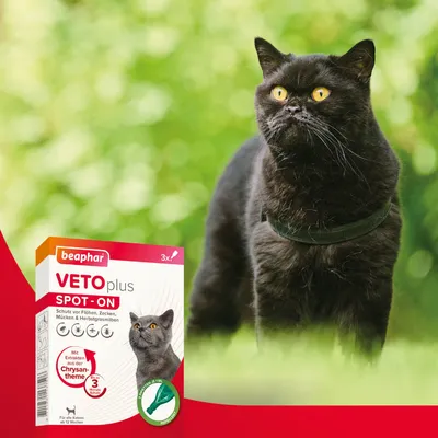 Beaphar VETO plus Spot-On für Katzen, Schutz vor Flöhen, Zecken, Mücken und Herbstgrasmilben. Mit Chrysanthemenextrakt, 3 Anwendungen, ab 12 Wochen geeignet.