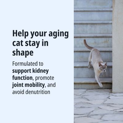 Food for senior cats: supports kidney function, promotes joint mobility and helps prevent malnutrition.