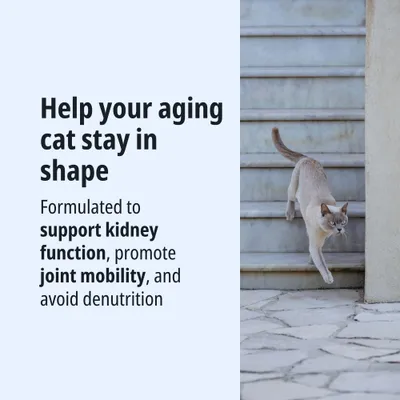 Food for senior cats: supports kidney function, promotes joint mobility and helps prevent malnutrition. Food for senior cats: supports kidney function, promotes joint mobility and helps prevent malnutrition.