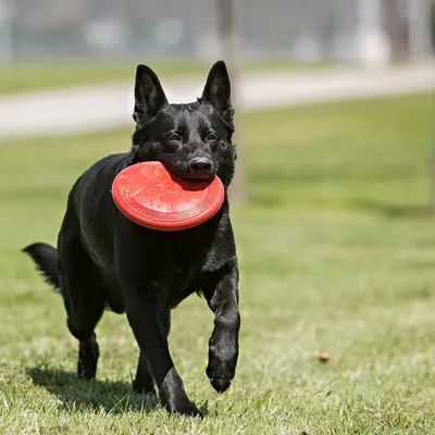 Schwarzer Hund trägt roten Frisbee im Maul auf einer Wiese.