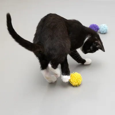 Svart katt leker med gul leksaksboll, fler färgglada bollar i bakgrunden.