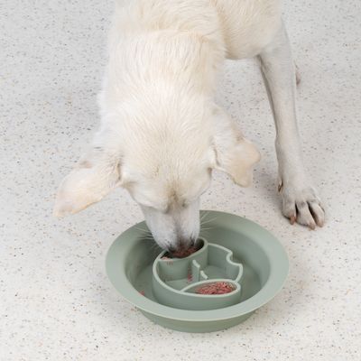Hund frisst aus einem grünen Anti-Schling-Napf mit Trennwänden, die das Fressen verlangsamen sollen.