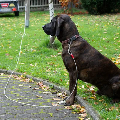 Chien attaché à une longe métallique avec mousqueton, collier en cuir marron, assis sur l’herbe près d’un chemin pavé. Longe fixée à un arbre.