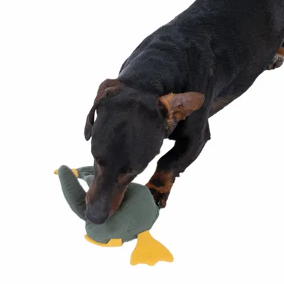 Hund spielt mit einem grünen Stoffspielzeug in Form einer Ente mit gelben Füssen.
