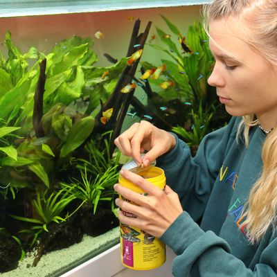 Person öppnar en burk fiskfoder framför ett akvarium med tropiska fiskar och växter.