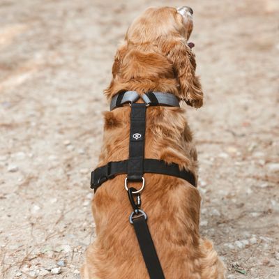 Chien portant un harnais noir avec attache laisse et collier gris, vu de dos. Logo visible sur la sangle du harnais.