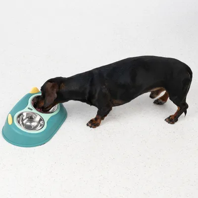 Hund frisst aus einem grünen Futternapf mit zwei Edelstahl-Schüsseln, geeignet für Futter und Wasser.