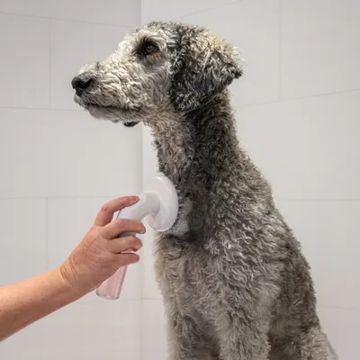 Hand houdt een borstel en verzorgt de vacht van een hond met krullende, grijze vacht. Demonstratie van het gebruik van een verzorgingsproduct.