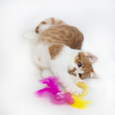 Chat roux et blanc jouant avec un jouet pour chat composé d’anneaux en plastique jaune et rose et de plumes roses et jaunes visibles au premier plan.