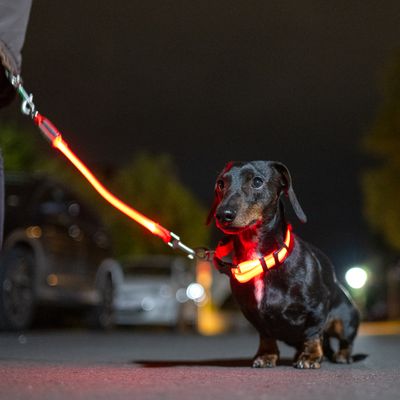 Hond met lichtgevende LED-halsband en lijn voor betere zichtbaarheid tijdens nachtelijke wandelingen.