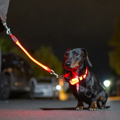 Hund mit leuchtendem LED-Halsband und Leine für bessere Sichtbarkeit bei Nachtspaziergängen.