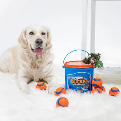 Seau Chuckit! Bucket avec plusieurs balles orange et bleues autour, chien allongé à côté. Marque et nom du produit visibles sur le seau en plastique.