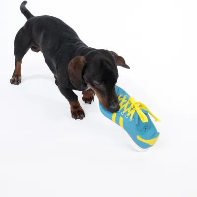 Chien teckel noir et feu avec une chaussure-jouet bleue à lacets jaunes dans la gueule, sur fond blanc.
