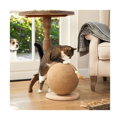 Kat speelt met een rond krabspel van sisal op een houten basis. Hond kijkt door de glazen deur op de achtergrond.