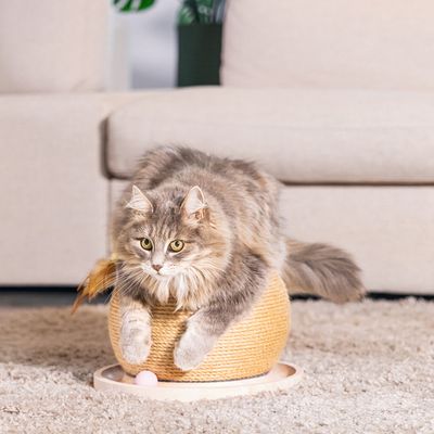 Grijze kat ligt op een rond krabspel van touw met veer en bal, geschikt voor spel en nagelverzorging.