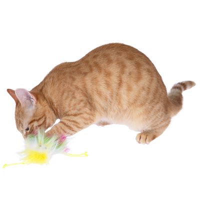 Rudy kot bawi się kolorową zabawką z żółtego i zielonego sztucznego futra z długimi włóknami.