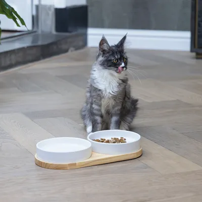 Chat gris assis à côté d’un set de deux gamelles blanches sur plateau en bois, l’une remplie de croquettes, l’autre d’eau. Matériaux visibles : céramique et bois.