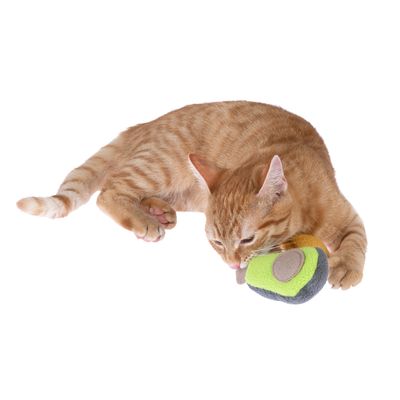 Gatto rosso gioca con un gioco di stoffa verde-grigio, che tiene tra le zampe e lecca.