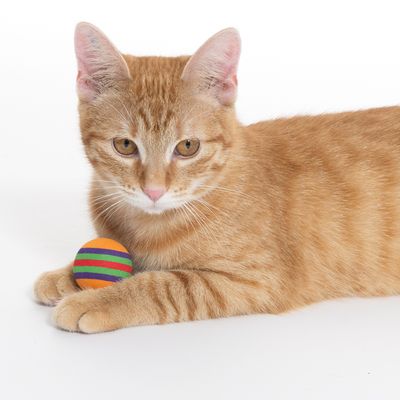 Orange katt med randig tygboll. Produkten visar användning av katt-leksak.