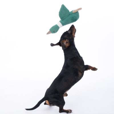 Pies bawi się zieloną zabawką z tkaniny w kształcie kaczki.