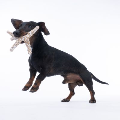 Hund spielt mit einem beige-weissen Seilspielzeug in Sternform.