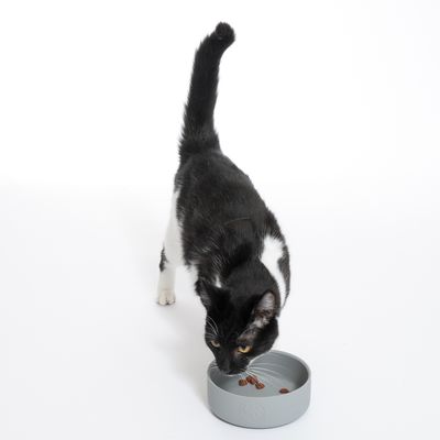 Svartvit katt äter ur en grå matskål med några bitar torrfoder.