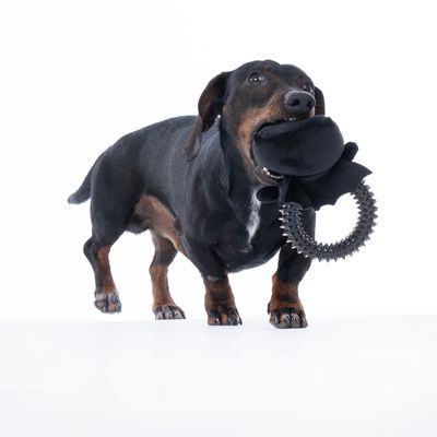 Куче играе с черна играчка, състояща се от платнена част и назъбен пръстен.