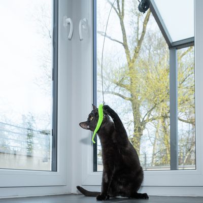Gato negro juega con un juguete verde sujeto a una cuerda y colgado de una ventana.