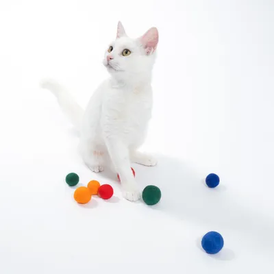 Weisse Katze mit bunten Filzbällen in Rot, Blau, Grün und Orange auf weissem Hintergrund.