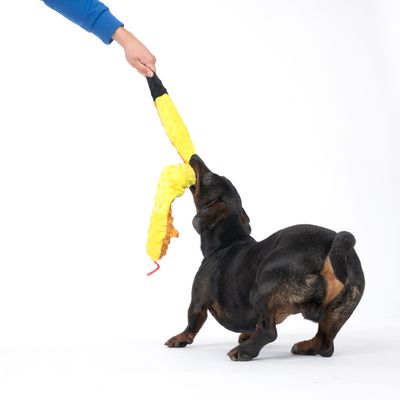 Hund leker med gult leksak som hålls av en person. Visar interaktiv användning av produkten.