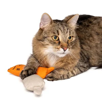 zooplus Basics Lot de jouets Kitty à l'herbe à chat - set de 4 jouets