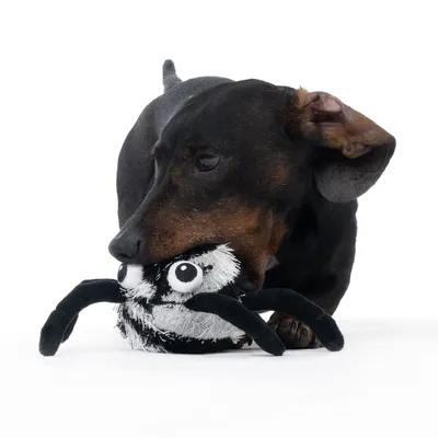 Dog playing with a black and white plush toy shaped like a spider.