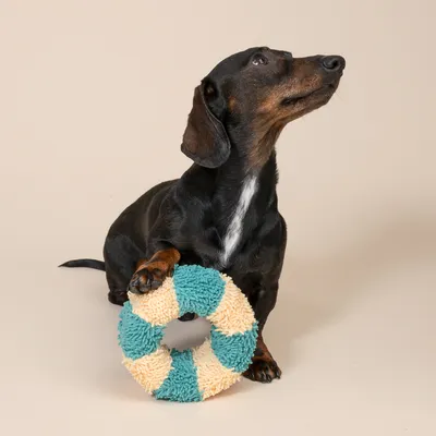 Chien noir à poil court posant une patte sur un jouet anneau en tissu bleu et beige, fond uni clair. Jouet pour chien visible en premier plan. Chien noir à poil court posant une patte sur un jouet anneau en tissu bleu et beige, fond uni clair. Jouet pour chien visible en premier plan.