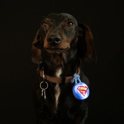 DC Superman svítící přívěšek na obojek
