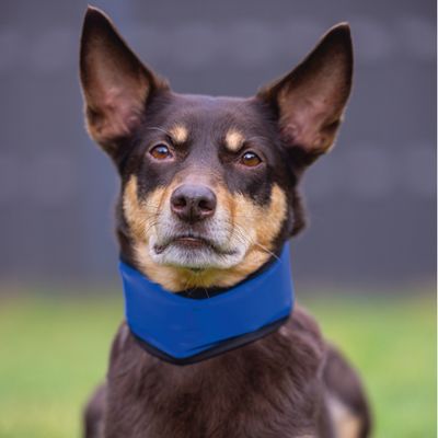 Hond met blauwe muilkorf, geschikt voor veiligheid en controle.