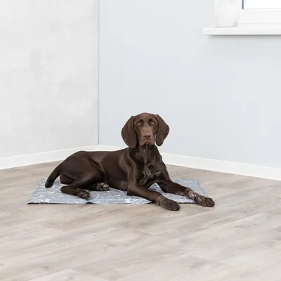 Hund liegt auf einer grauen Kühlmatte mit geometrischem Muster, geeignet für die Regulierung der Körpertemperatur.