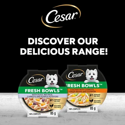Cesar Fresh Bowls in Gravy Mixed Selection Cesar Fresh Bowls in Gravy Mixed Selection