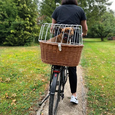 Fahrradkorb aus geflochtenem Holz mit weissem Metallgitter, montiert auf einem Fahrrad. Hund sitzt im Korb und schaut heraus.