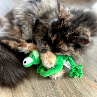Kot bawi się zieloną pluszową zabawką w kształcie żaby na drewnianej podłodze.