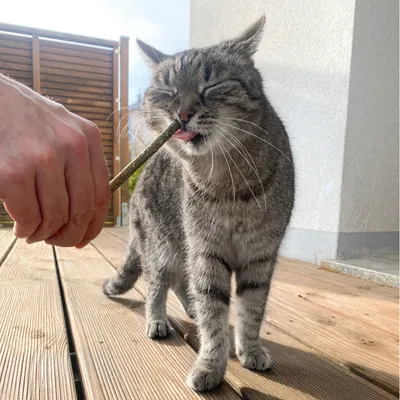 Сива котка ближе котешка играчка-стик, държан от ръка.
