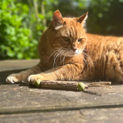 Red cat lying on wooden terrace next to a natural wood toy with green ends.