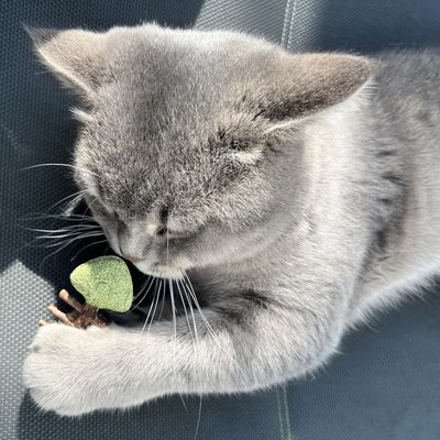Grijze kat speelt met een klein speelgoed in de vorm van een groene boom op een donker oppervlak.
