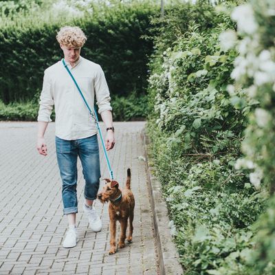 Man går med en hund i blått koppel på en stenlagd gång bredvid gröna häckar.