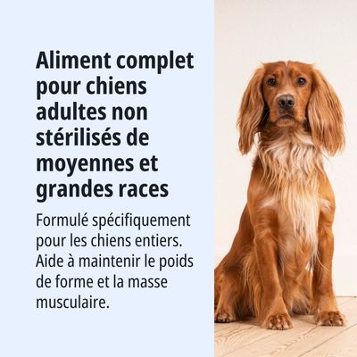 Aliment complet pour chiens adultes non stérilisés de races moyennes et grandes. Formulé spécialement pour maintenir le poids idéal et la masse musculaire.