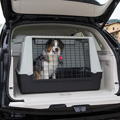 Hund i transportbur af plast og metalgitter placeret i bagagerum på bil. Buret har sort bund, gråt låg og låge med rød drejelås.