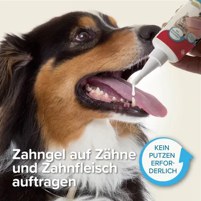 Zahngel auf Zähne und Zahnfleisch auftragen. Kein Putzen erforderlich.