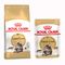 2 kg Royal Canin + 12 x 85 g Royal Canin kastikkeessa Maine Coon Adult