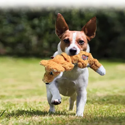 Hund trägt ein braunes Plüschspielzeug in Form eines Fuchses auf einer grünen Wiese.